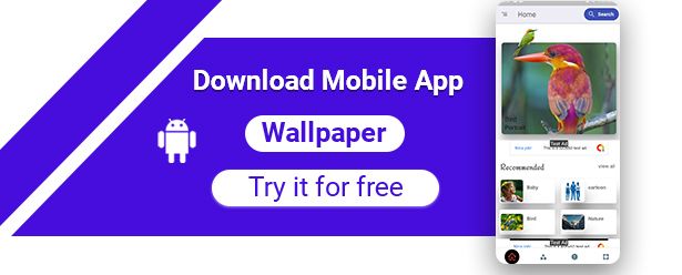 Flutter HD Wallpaper App With PHP Admin Panel