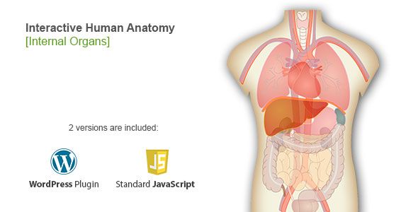 Interactive Human Body Organs Diagram    