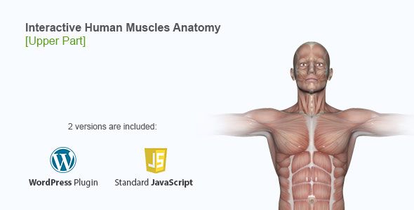 Interactive Human Muscles Illustration    