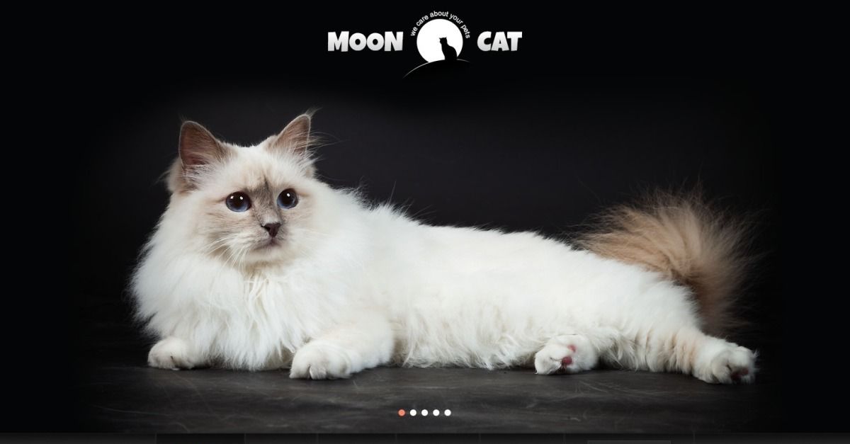 Conceptual Cat WordPress Theme #42117 - TemplateMonster