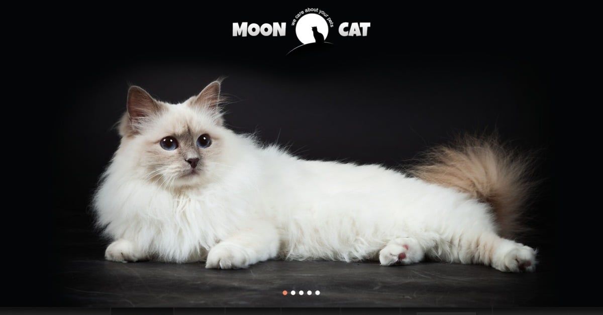 Conceptual Cat WordPress Theme#42117